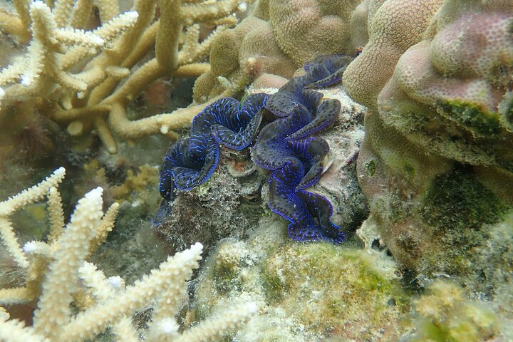 1/2 giornata Tahaa Coral Garden - partenza Raiatea / ideale per crocieristi