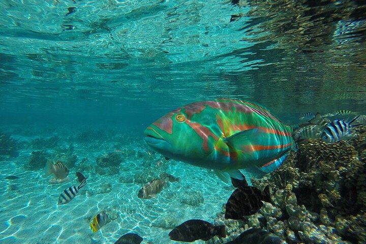 1/2 giornata Tahaa Coral Garden - partenza Raiatea / ideale per crocieristi