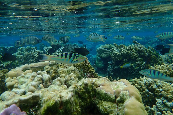 1/2 giornata Tahaa Coral Garden - partenza Raiatea / ideale per crocieristi