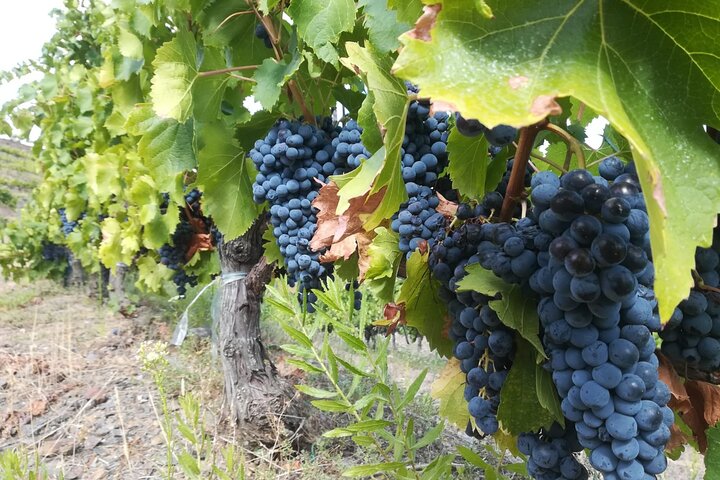 The Grape Escape! Cykling i smuk natur med vinsmagning