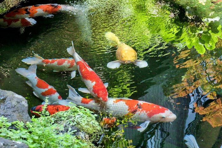 Les secrets de Toyama : un voyage exclusif de culture et de cuisine