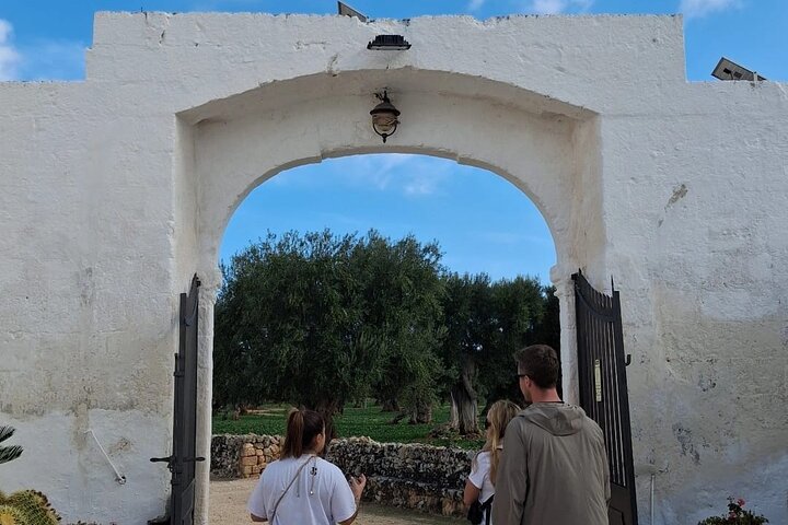 Ostuni: Degustazione di Olio Extra Vergine di Oliva in Masseria