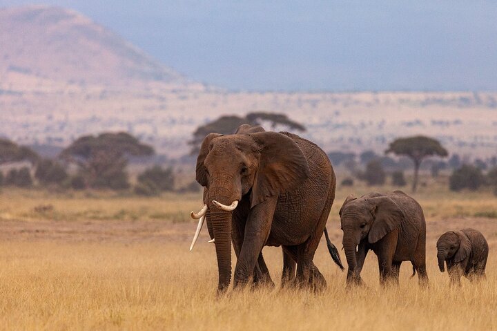 Daressalam : 1 - Tagessafari im Mikumi Nationalpark mit kostenloser Abholung