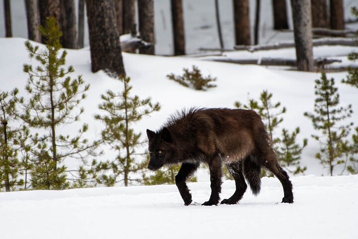 Ganztägige geführte Fototour in Yellowstone