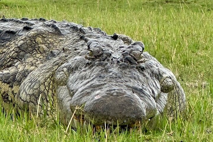 Chobe Morning Game Drive (Half-Day Safari)