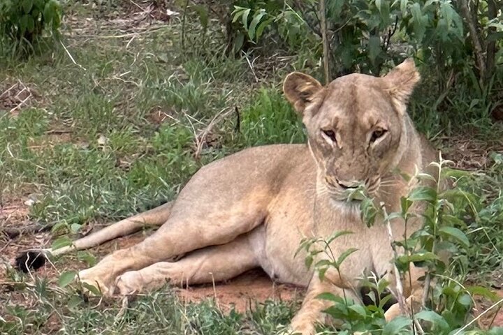 Chobe Morning Game Drive (Half-Day Safari)