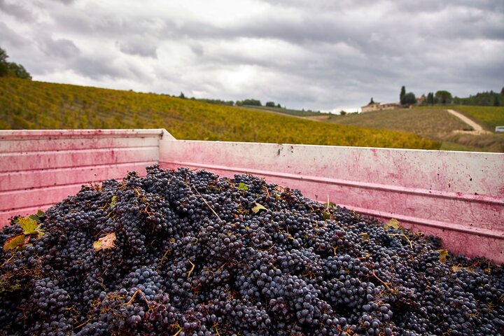 Visite et dégustation de vins biologiques avec vue sur les vignobles Chianti Classico