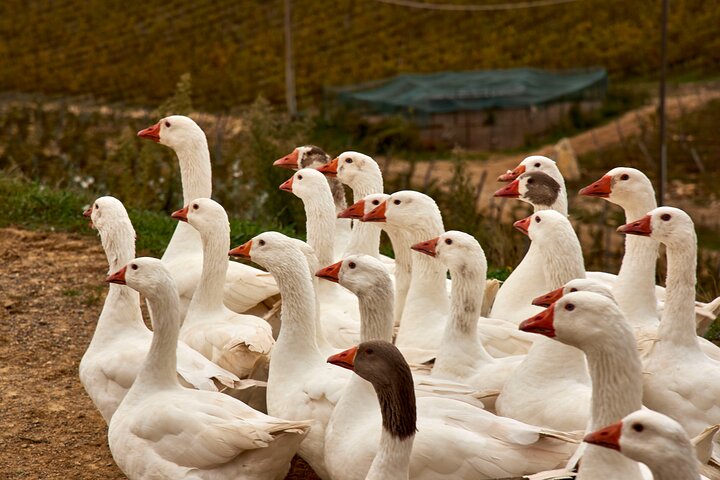 Visite et dégustation de vins biologiques avec vue sur les vignobles Chianti Classico