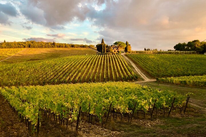 Visite et dégustation de vins biologiques avec vue sur les vignobles Chianti Classico
