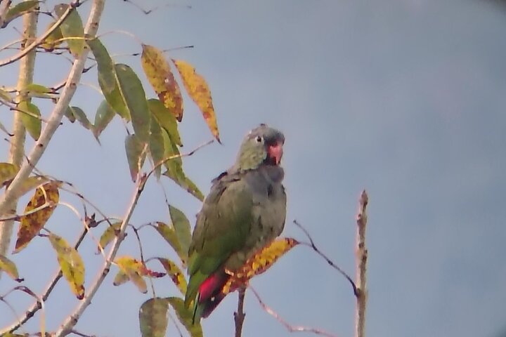Sichere Beobachtung von Felsenhähnen, Handfütterung von Kolibris & Vogelbeobachtungstour.