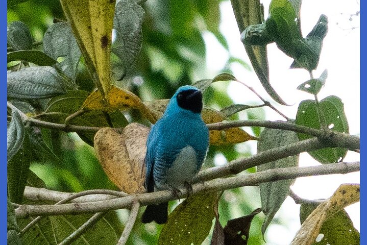Sichere Beobachtung von Felsenhähnen, Handfütterung von Kolibris & Vogelbeobachtungstour.