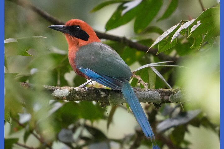 Sichere Beobachtung von Felsenhähnen, Handfütterung von Kolibris & Vogelbeobachtungstour.