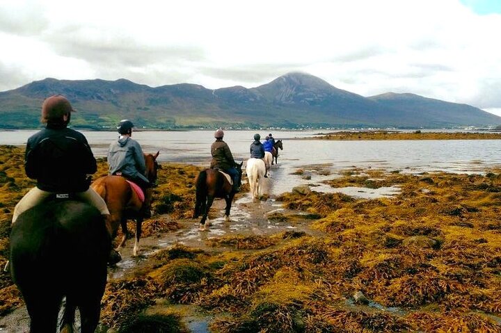 Équitation sur la plage et à la campagne à l'extérieur de Westport. Guidé. 1 heure