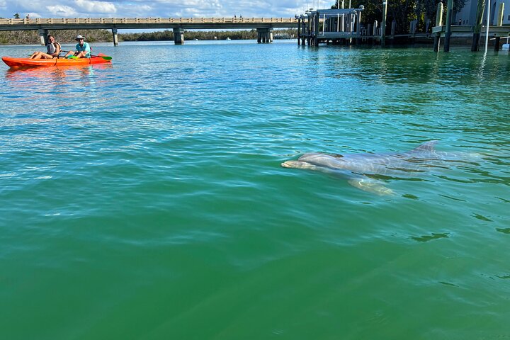 Bonita Springs Eco Kayak tur – beste utstyr, premium og klare kajakker