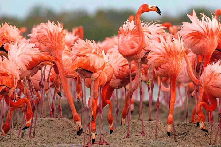 Rio Lagartos og Las Coloradas - Flamingo og Crocodile Safari Plus