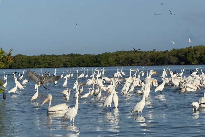 Rio Lagartos og Las Coloradas - Flamingo og Crocodile Safari Plus