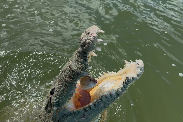 Rio Lagartos og Las Coloradas - Flamingo og Crocodile Safari Plus