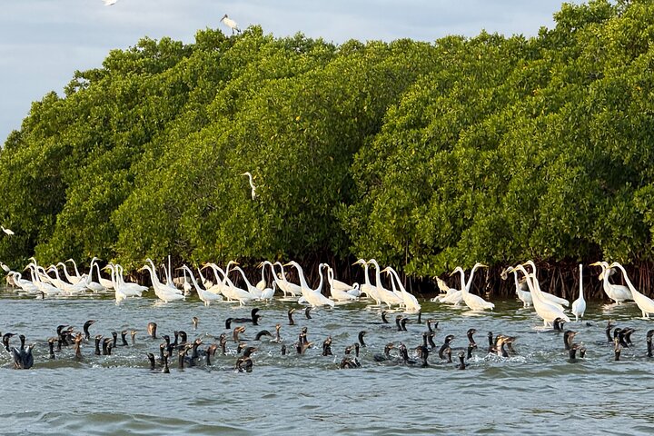 Rio Lagartos og Las Coloradas - Flamingo og Crocodile Safari Plus