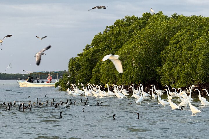 Rio Lagartos og Las Coloradas - Flamingo og Crocodile Safari Plus