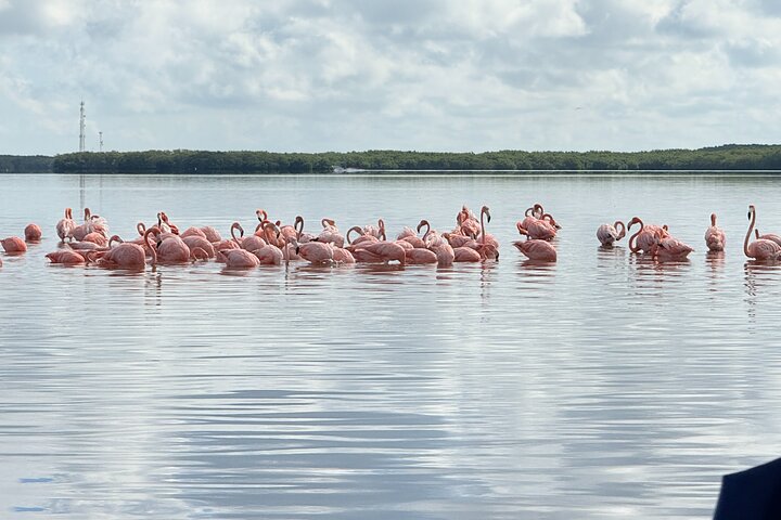 Rio Lagartos og Las Coloradas - Flamingo og Crocodile Safari Plus