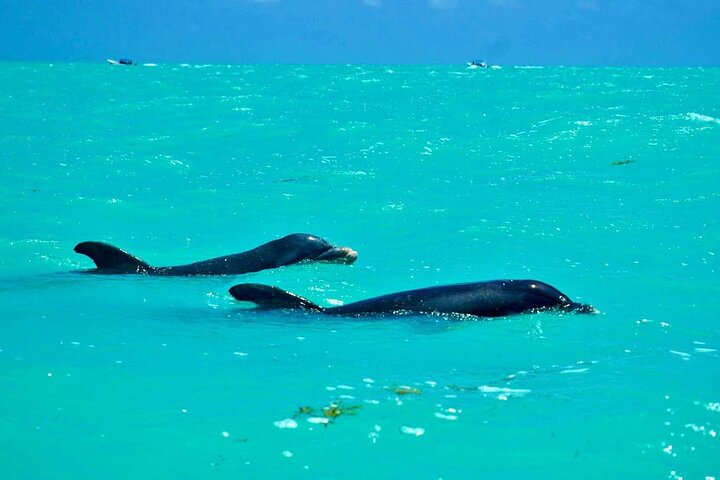 Rio Lagartos og Las Coloradas - Flamingo og Crocodile Safari Plus