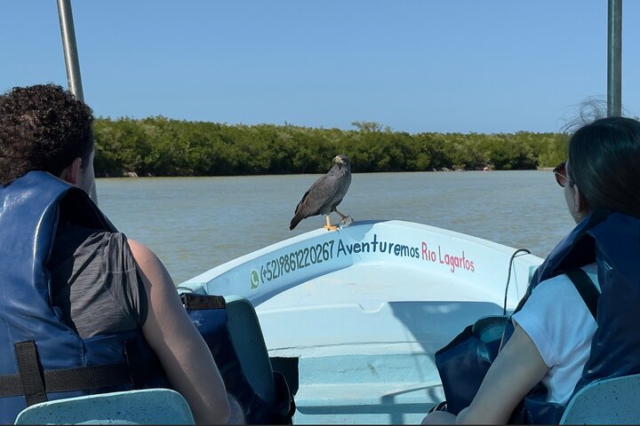 Rio Lagartos og Las Coloradas - Flamingo og Crocodile Safari Plus