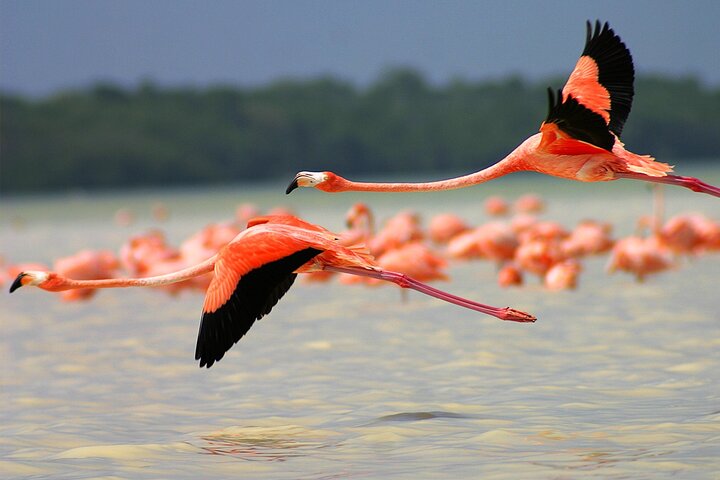 Rio Lagartos og Las Coloradas - Flamingo og Crocodile Safari Plus