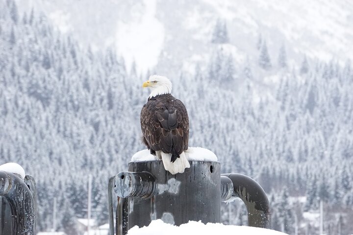 Kenai Fjords und Resurrection Bay – halbtägige Bootstour mit Tierbeobachtung