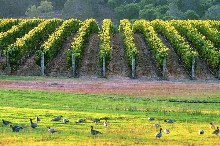 Margaret River, Caves, Wine og Cape Leeuwin fyrturné fra Perth