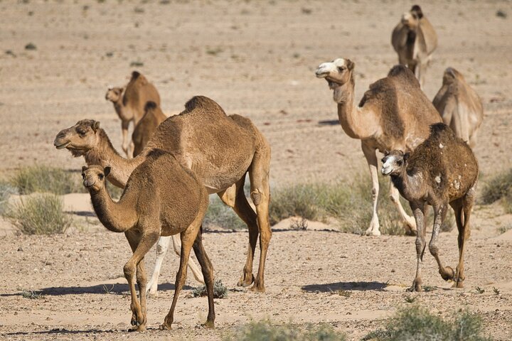Aventura de dia inteiro no Deserto até a Duna Branca, Imlil, Nômades e Mais