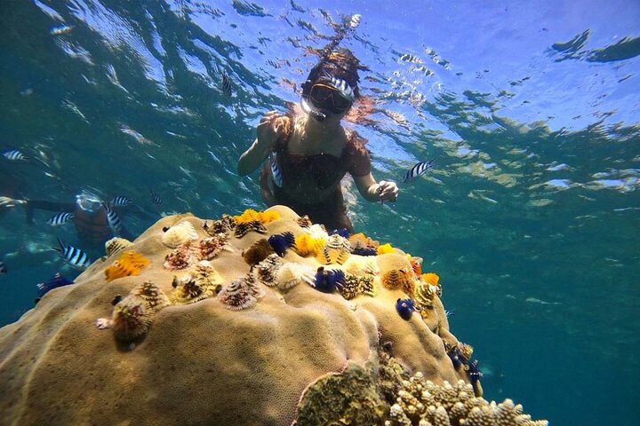 Snorkeltur Koh Tao & Koh Nang Yuan fra Samui med speedbåd