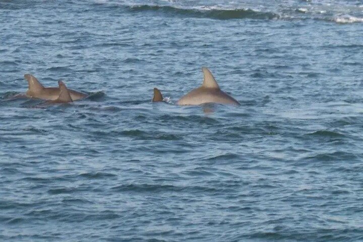 Crucero al atardecer Dolphin Discovery