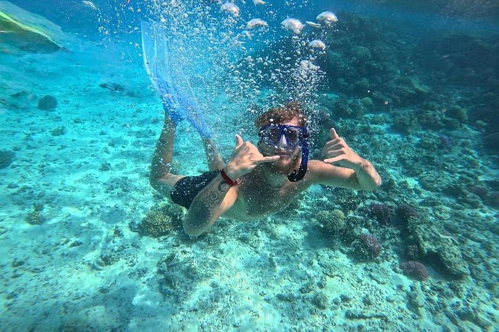 Svømme med delfiner på Samadai Reef Snorkeling fra Marsa Alam