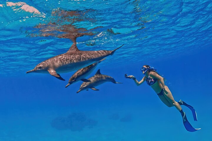 Svømme med delfiner på Samadai Reef Snorkeling fra Marsa Alam