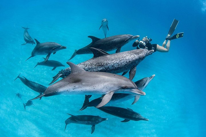 Svømme med delfiner på Samadai Reef Snorkeling fra Marsa Alam