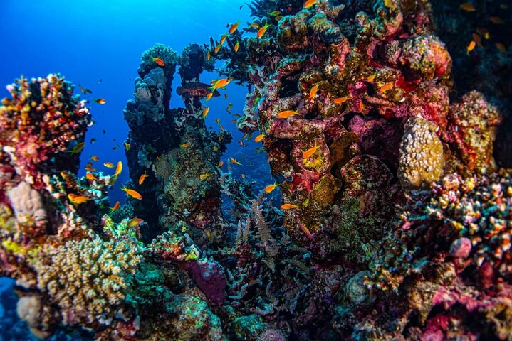 Svømme med delfiner på Samadai Reef Snorkeling fra Marsa Alam