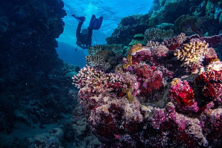 Svømme med delfiner på Samadai Reef Snorkeling fra Marsa Alam