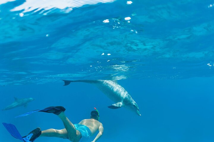 Svømme med delfiner på Samadai Reef Snorkeling fra Marsa Alam