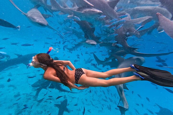 Svømme med delfiner på Samadai Reef Snorkeling fra Marsa Alam