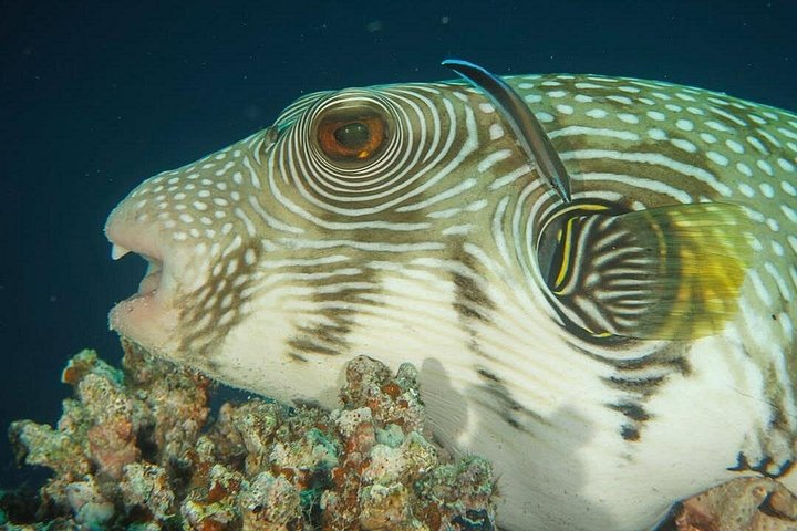 Svømme med delfiner på Samadai Reef Snorkeling fra Marsa Alam