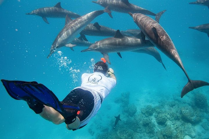 Svømme med delfiner på Samadai Reef Snorkeling fra Marsa Alam