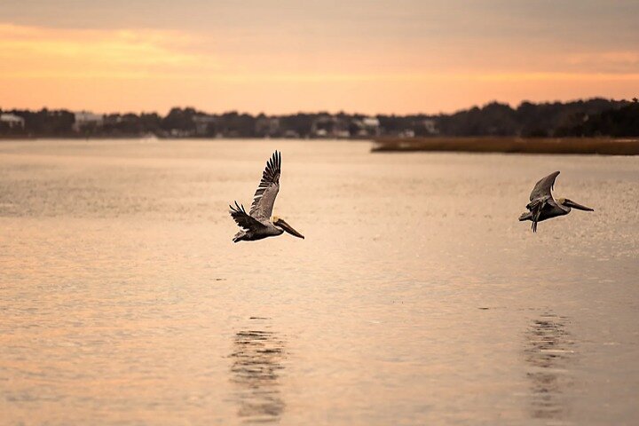Crucero al atardecer Dolphin Discovery
