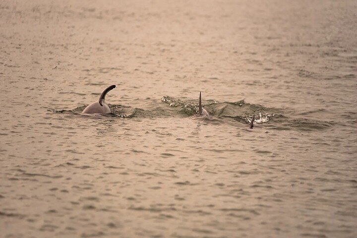 Crucero al atardecer Dolphin Discovery