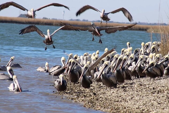 Exploración de vida silvestre de Capers Island