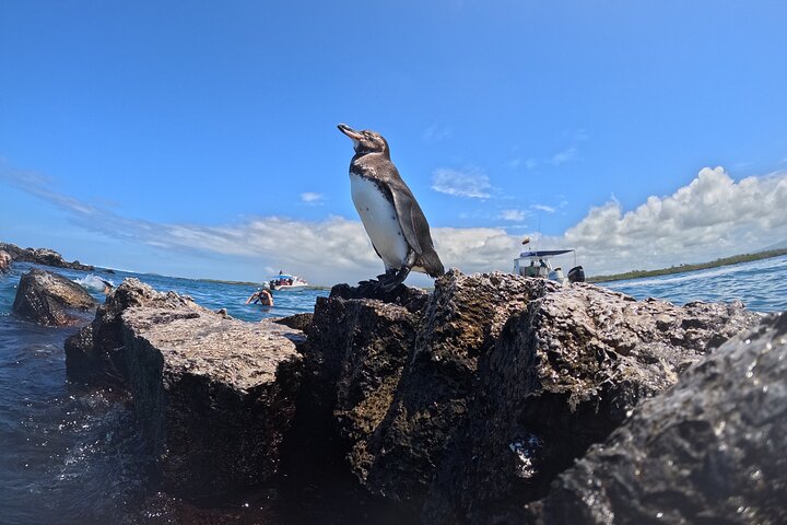 Snorkeling e Observação de Fauna no Ilhéu Las Tintoreras