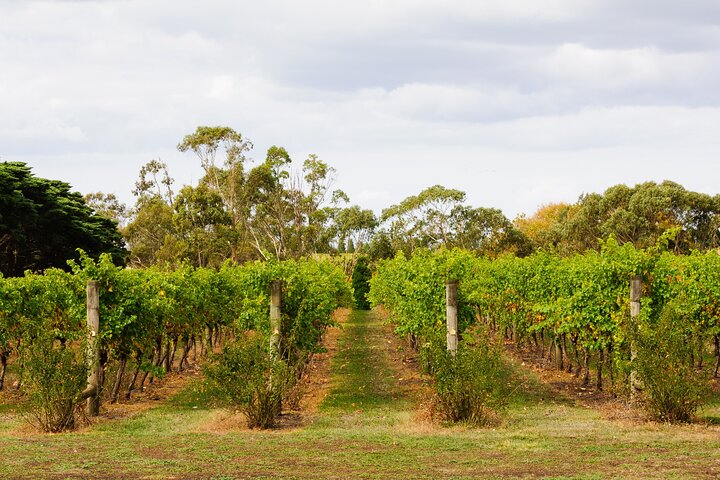 Excursión privada por tierra : Experiencia en vino en la península de Bellarine