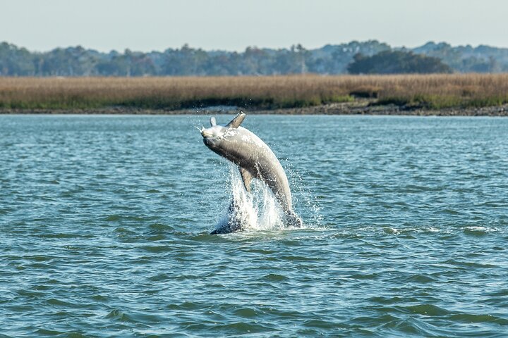 Crucero al atardecer Dolphin Discovery