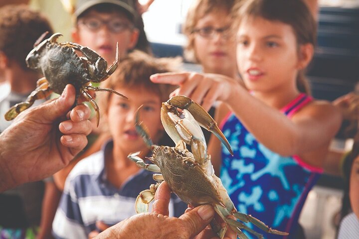 Exploración de vida silvestre de Capers Island