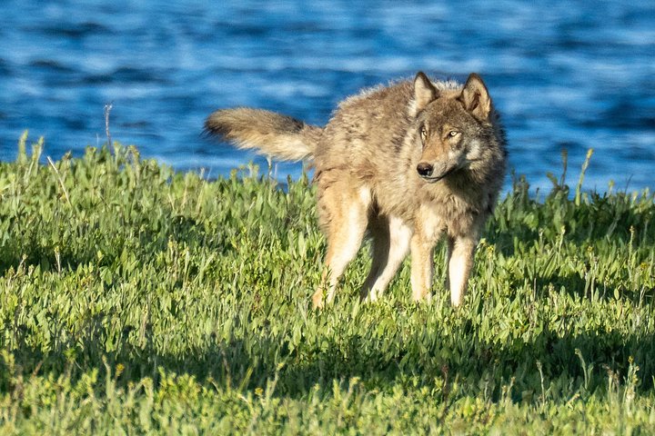 Private Yellowstone Wildlife Tour i den amerikanske Serengeti