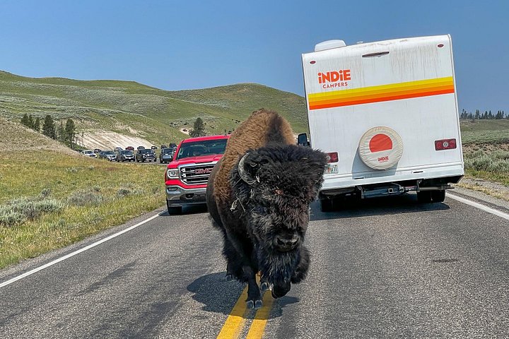 Private Yellowstone Wildlife Tour i den amerikanske Serengeti
